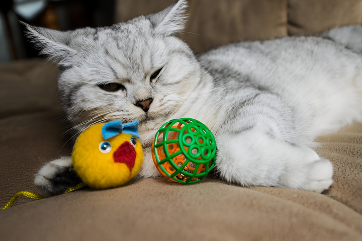 The Benefits of Interactive Pet Toys